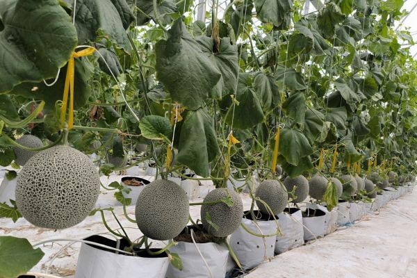Dưa Mật - KQ ngày bắt đầu thu hoạch 04/07/2025