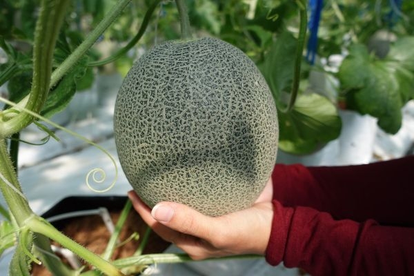 Dưa Mật - KQ ngày bắt đầu thu hoạch 11/02/2026