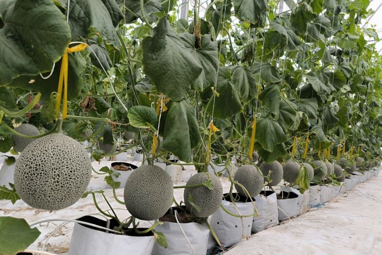 Dưa Mật - KQ ngày bắt đầu thu hoạch 28/03/2026