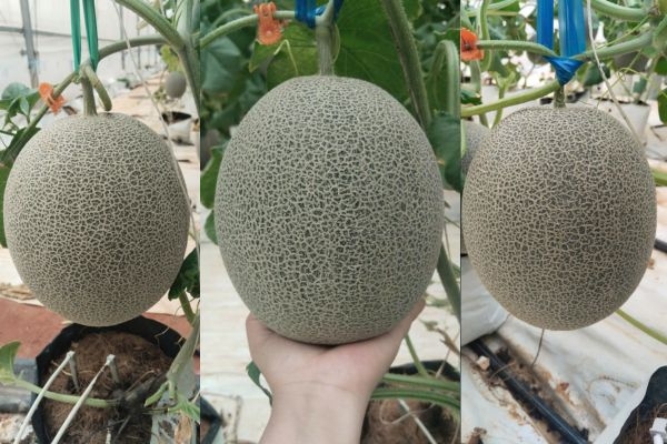 Dưa Mật - KQ ngày bắt đầu thu hoạch 31/10/25