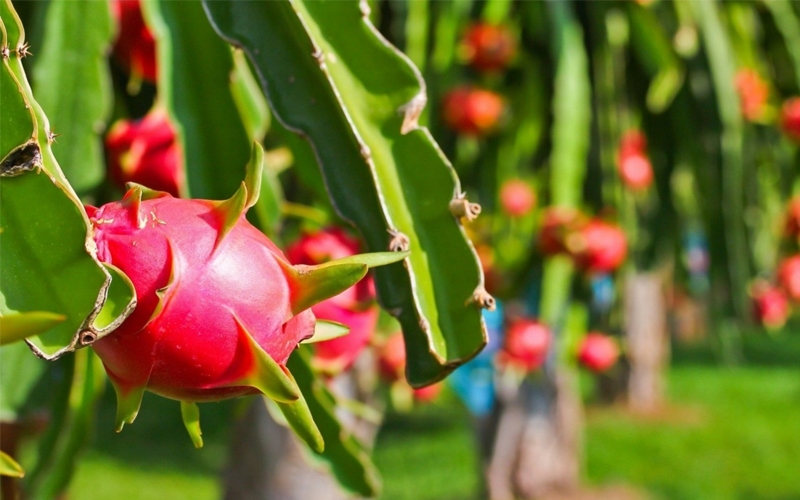 The pioneer of organic dragon fruit production