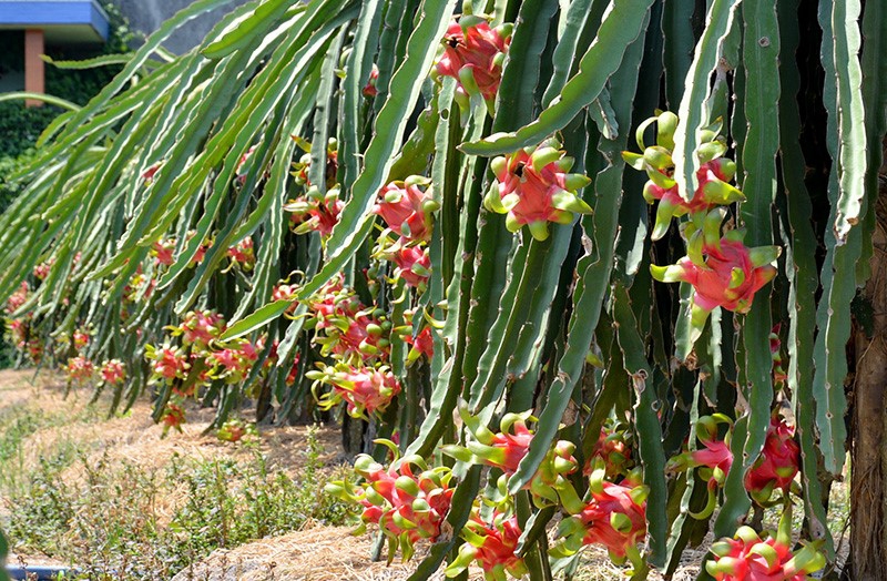 Bình Thuận Dragon Fruit
